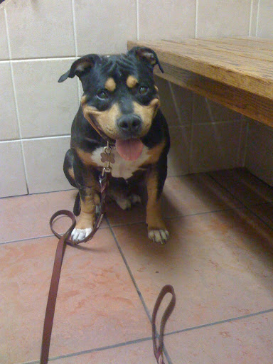 The overfilled shelter kept Georgie longer than most animals since the staff fell for his cute face and sweet demeanor.