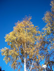 Birch in autumn