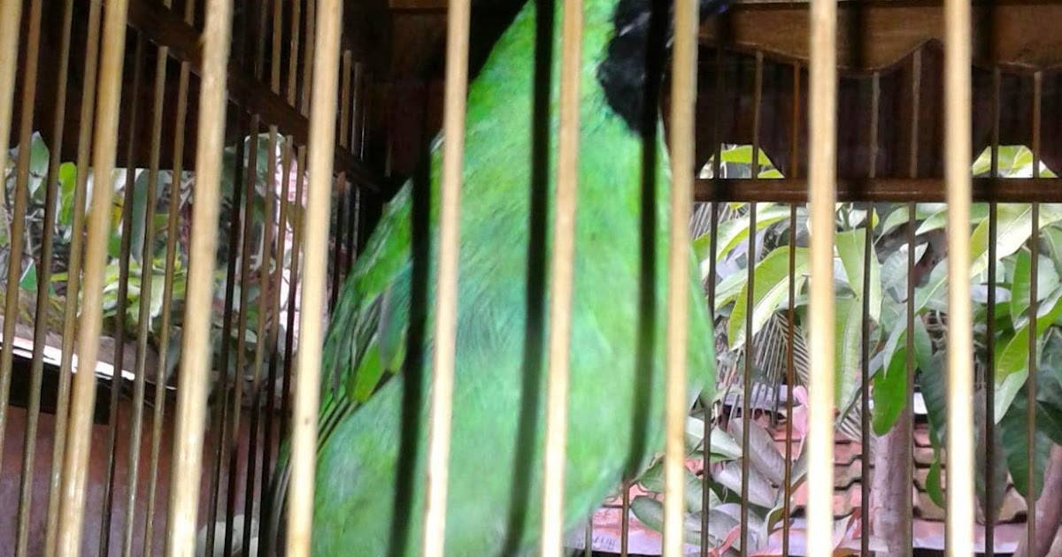 JUARA KICAU PERAWATAN CUCAK IJO MABUNG (GANTI BULU