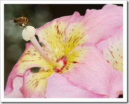 Flor de Ceiba speciosa (Malvaceae)