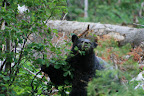 glacier_national_park_-_2009