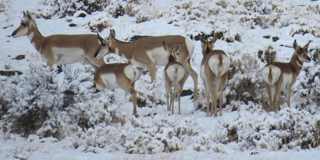 [Modoc%2520Antelope%2520Herd%2520Crystal%2520Harling%255B4%255D.jpg]