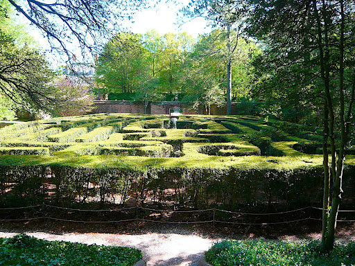 A life size maze clipped from Ilex vomitoria, or yapon holly. Laura loves it's durability, resilience, and the way it takes to being clipped, much more so than boxwood.
