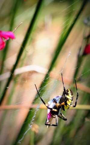 [JCRaulstonArboretum%2520020%255B3%255D.jpg]