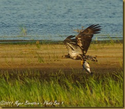 Bald Eagele -imm fly w fish _ROT3113 Bombay Hook  May 10, 2011 NIKON D3S