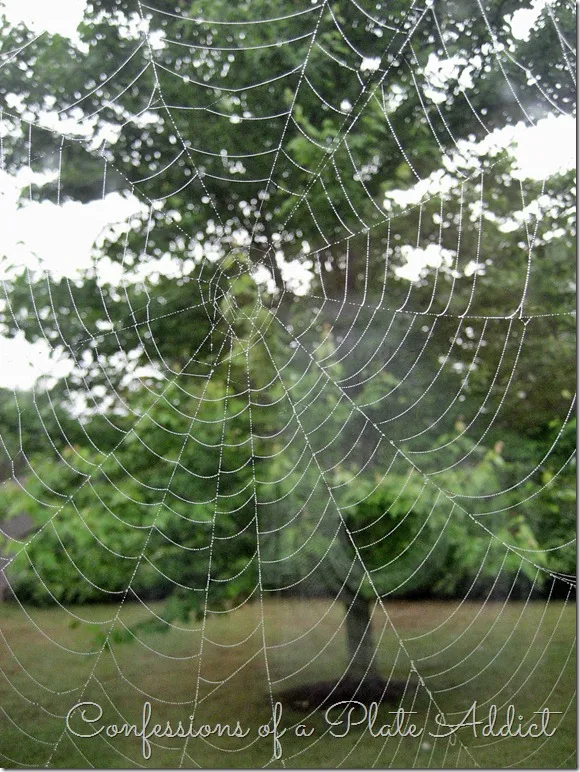 Spider Web