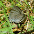 Lycaenidae%25252c%252520neozephyrus%252520birupa%25252c%252520fawn%252520hairstreak