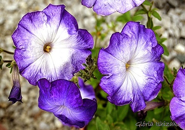 Glória Ishizaka - flor 5