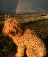 GorgeousDoodles rainbow doodle, Sire Tinley.
