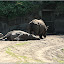 – Panzernashorn – Panzernashorn