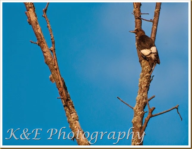 Juvenile red-headed woodpecker-2