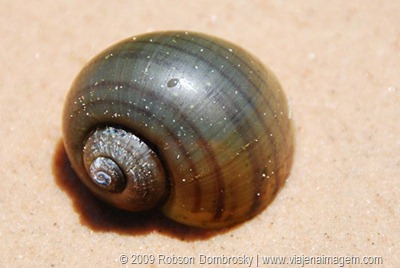 DSC_7604 caracol