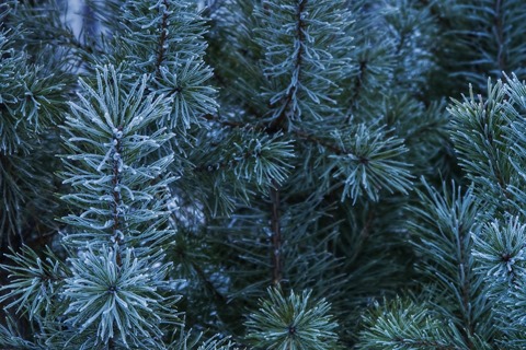 vladstudio_siberianwinter4_480x320