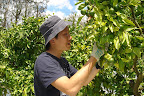 Working in Mandarin Orchid. A hard job.