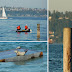 Enjoy watching Puget Sound’s active shipping lanes, seals, eagles and even whales!