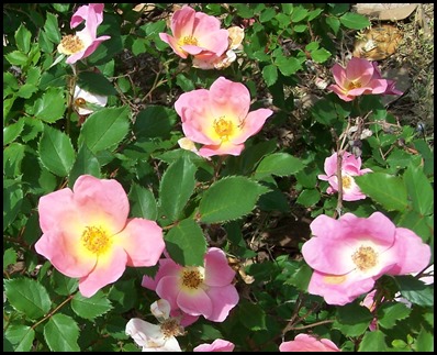 variegated pink knock out rose 2011