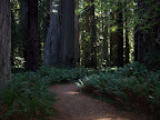 california_sequoia