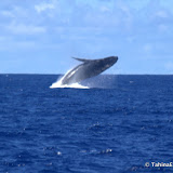 TongaWhaleWatching TongaWhaleWatching