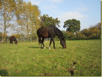 IMG_1097 IMG_1097