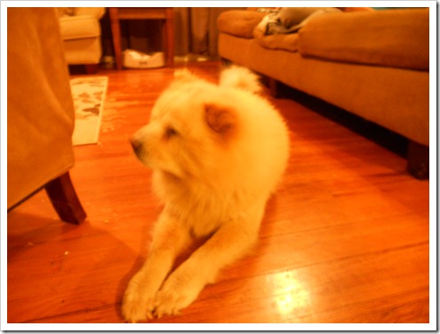 DSCN2731 DSCN2731