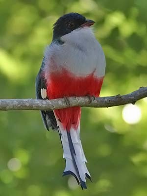 [Cubaanse_Trogon%255B5%255D.jpg]