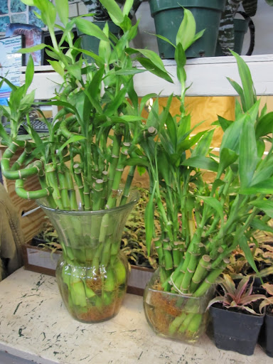 Bamboo is a cut flower that lasts forever.