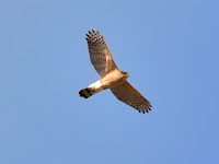 DSC_7138.jpg