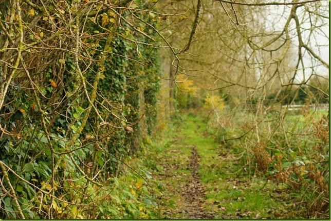 Walk along the river Bure, Buxton to Oxnead towards Aylesham