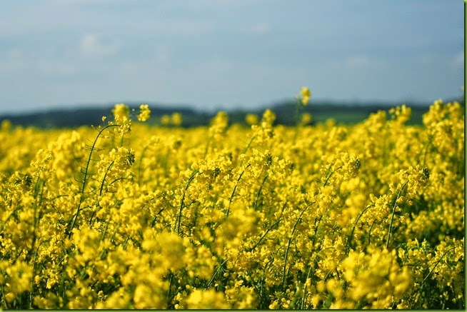 oil seed rape field