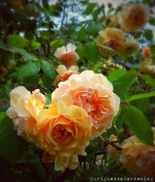 rosa apricot Buff Beauty