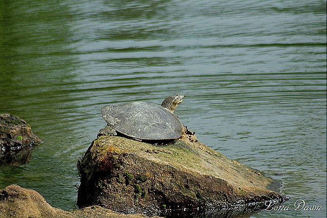 [DA_JapaneseGardenLake_Turtles2%255B8%255D.jpg]