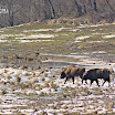 zimbriNeagraBucsani8 800x600.jpg