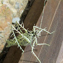 Lichen Katydid
