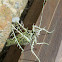 Lichen Katydid