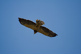 Kite - Capitol Reef National Park, Utah