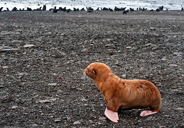 [Cute-lonely-ginger-seal-puppy-2%255B4%255D.jpg]
