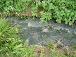 Malodorous ditch