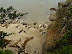 Zonnebadende zeehondjes in Point Lobos