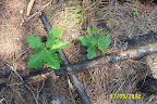 Oak seedlings flourish after an understory burn.