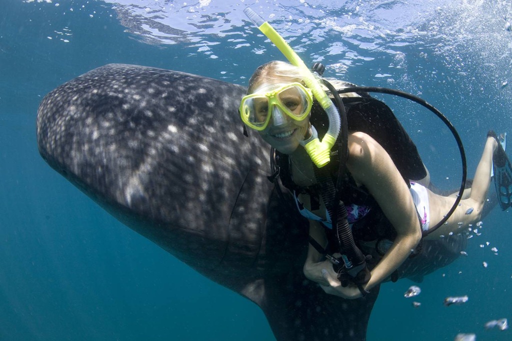 [whale%2520shark%2520i%255B3%255D.jpg]