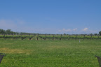 The vineyards make for an amazing backdrop for 