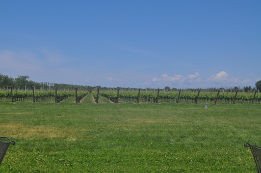 The vineyards make for an amazing backdrop for 