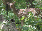 Deer