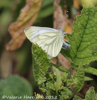 [40-green-veined-white-butterfly%255B2%255D.jpg]