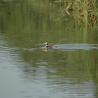 DSC_1902.JPG