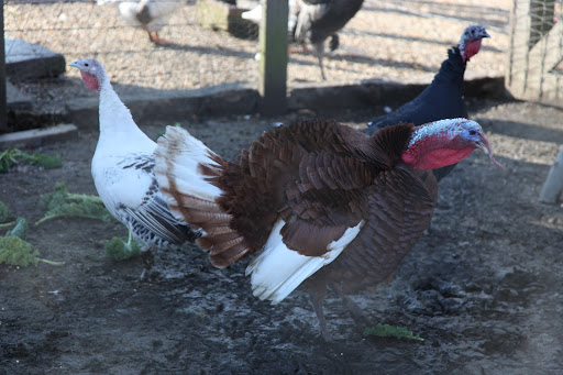 GOBBLE- GOBBLE!!  Sharkey, great to see you!  We somehow avoided being the main event at the Thanksgiving table!