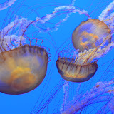 Monterey Bay Aquarium