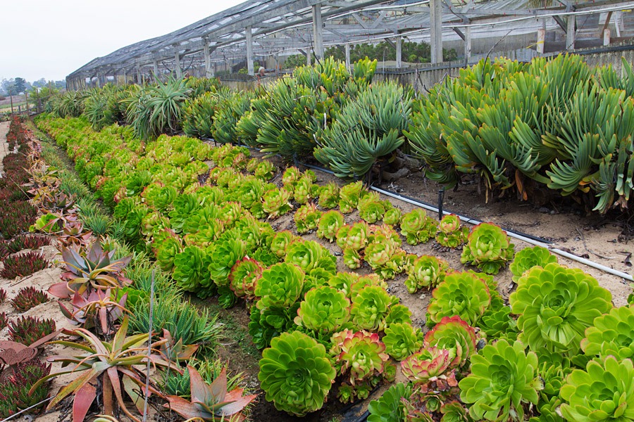 [120929_SucculentGardens_Aeoniums%255B5%255D.jpg]