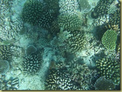 Coral-2