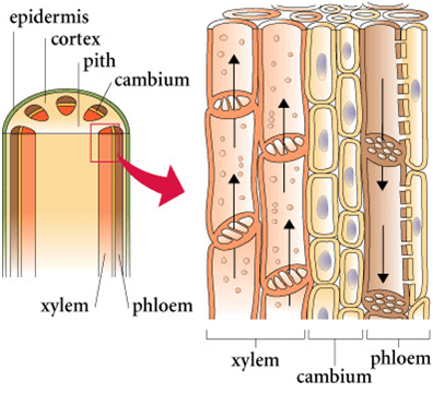 Xylem and phloem Xylem and phloem